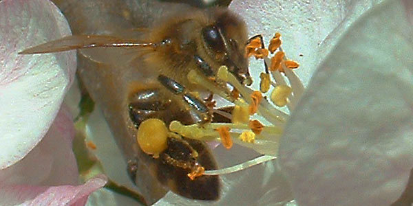 Bild: Biene auf Apfelbluete - 29. April 2005